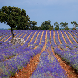 Discover the Purple Wonder of Spain: A Lavender tour in Brivega